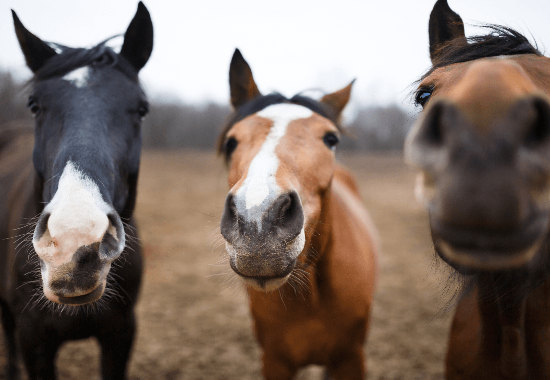 Las partes del caballo: guía completa para entender su anatomía