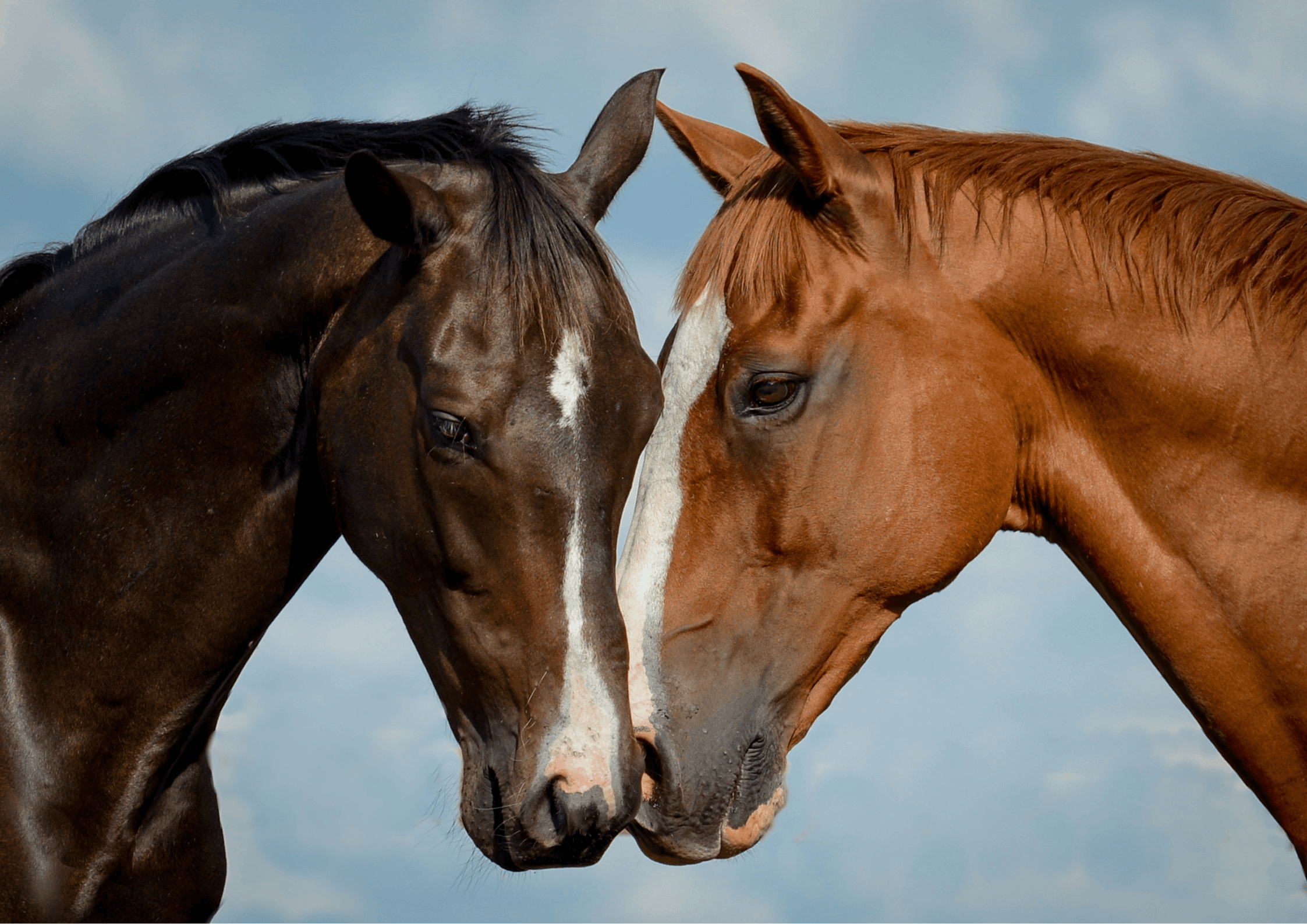 Razas de caballos: guía completa de las principales razas